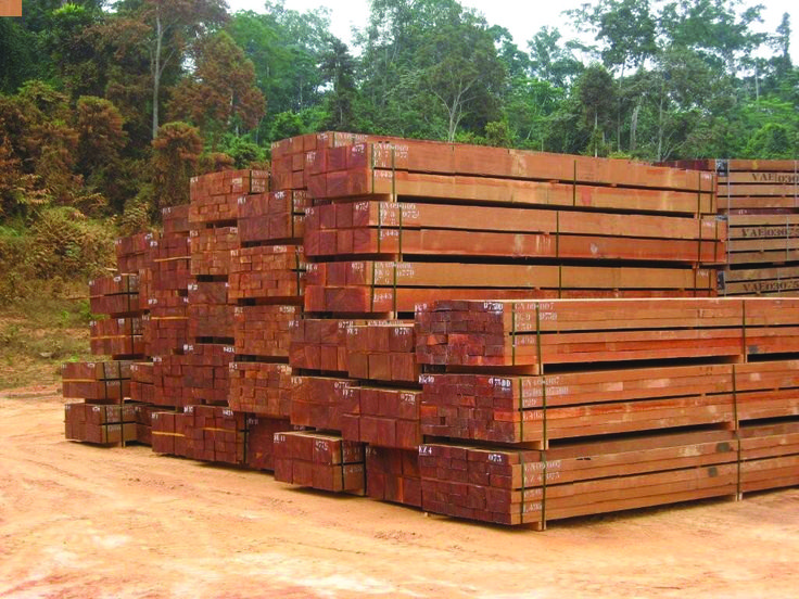 GỖ DẦU (DIPTEROCARP WOOD / MELALEUCA WOOD) 5